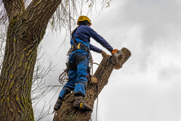 Seasonal Cleanup (Spring/Fall) in Shorewood Tower Hills Harbert, MI